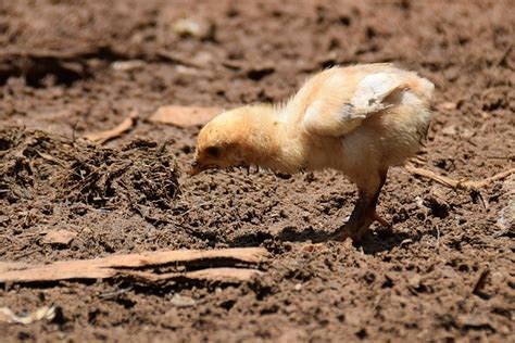 imagens de pintos|Mais de 8.000 fotos gratuitas de Pintos e Pintar